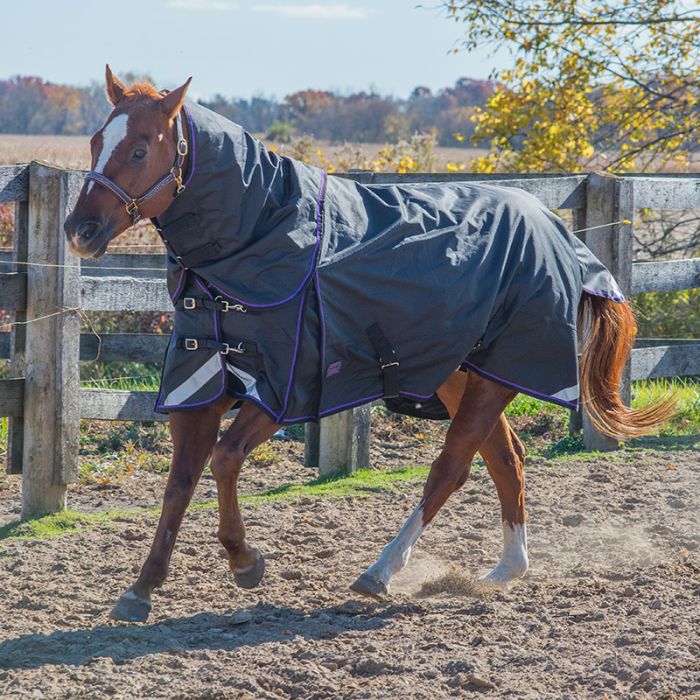 Canadian Horsewear VIOLET Diablo Turnout 300 gm