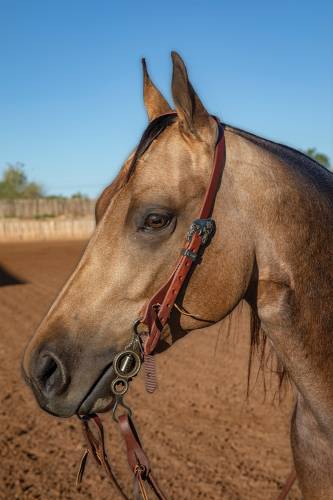 Professional's Choice One Ear Headstall - Elivis